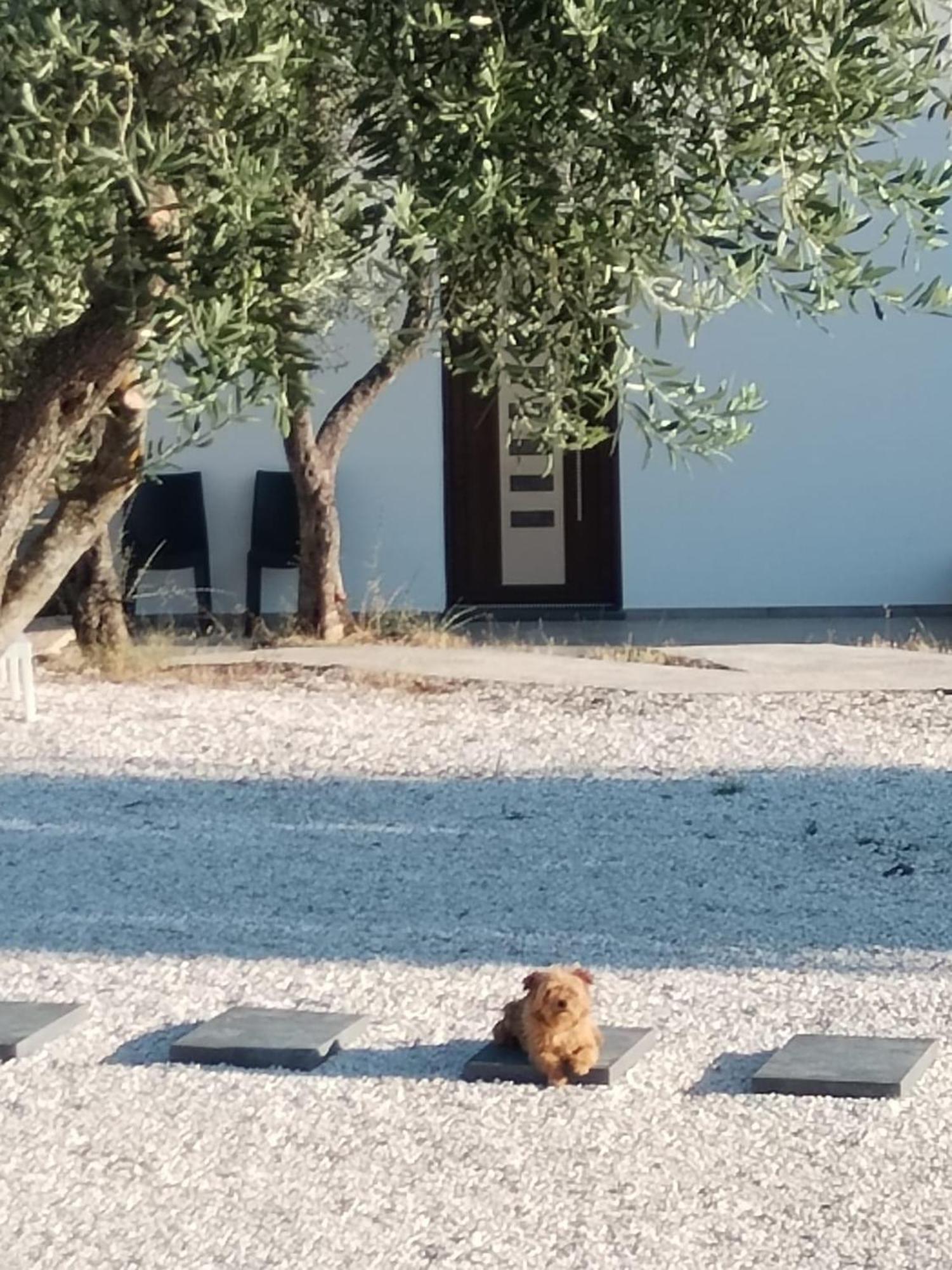 Farmhouse La Croisette - Agriturismo ドルガーリ エクステリア 写真